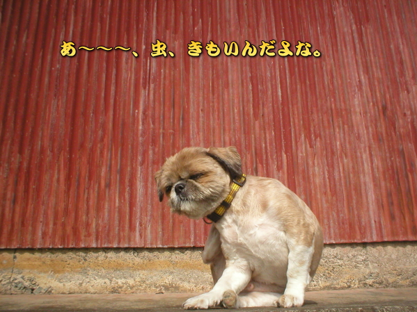 ӂAʂƂII