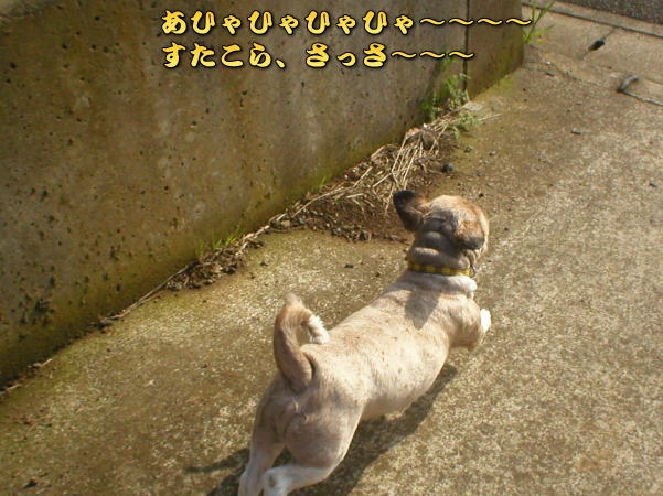 �Ȃ񂾂��炳���ƁI�I����`�`�`�`���I�I