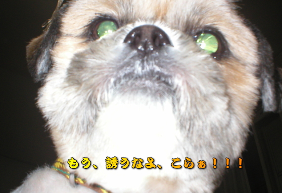 ���߁`�`���A�����񂾁I�I�I