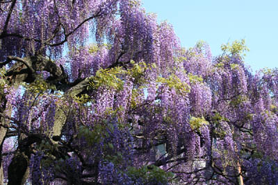 kokuryou