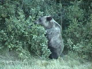 ハイウェイのすぐ横に登場bear1