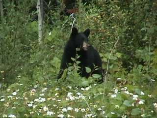 Mt.Robsonの近くで