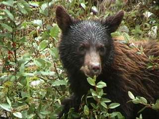 Marmot Basin で見た小熊