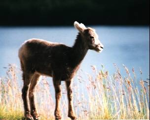 ������Medisine Lake��