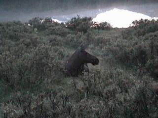 �[�Ŕ���}���[�����C�N�̔�