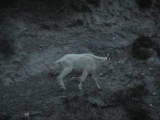 �}�Ȓf�R�����R���݂Ɉړ��@�~�G�b�e����߂�