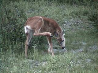 �}���[�����C�N�߂���