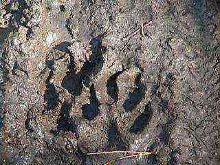 �N�}�̑���