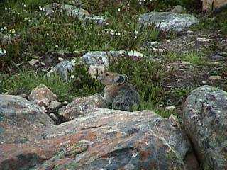 Mt.Edith Cavell��