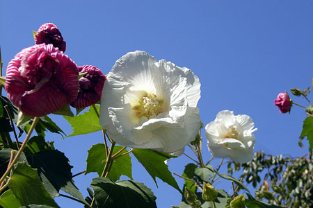 酔芙蓉