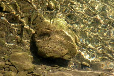 川魚