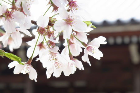 桜