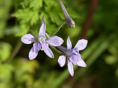 芹葉飛燕草