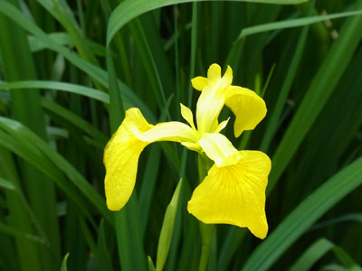 黄菖蒲