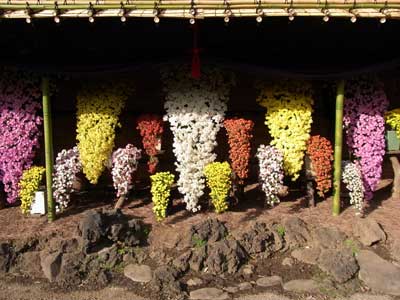 菊祭り