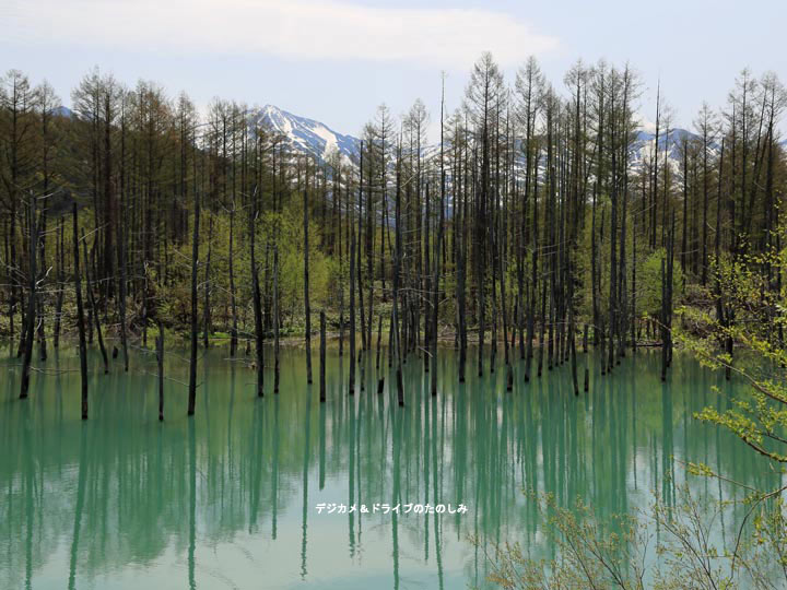 春 北海道 神秘的な「青い池」に出かけてきました。