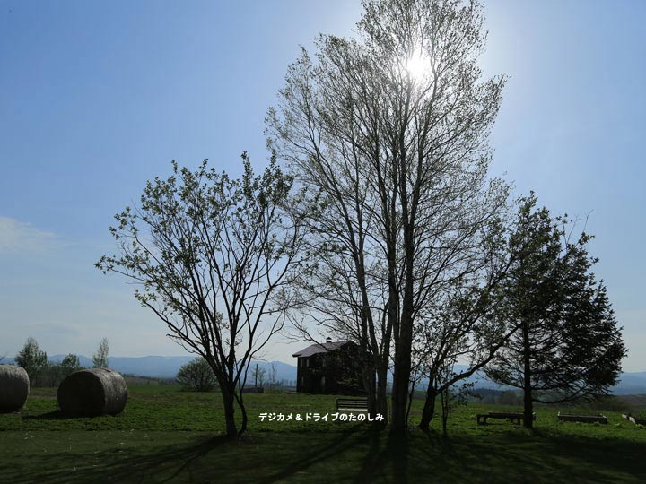 春 北海道 「パッチワークの丘」で新緑を味わってきました。