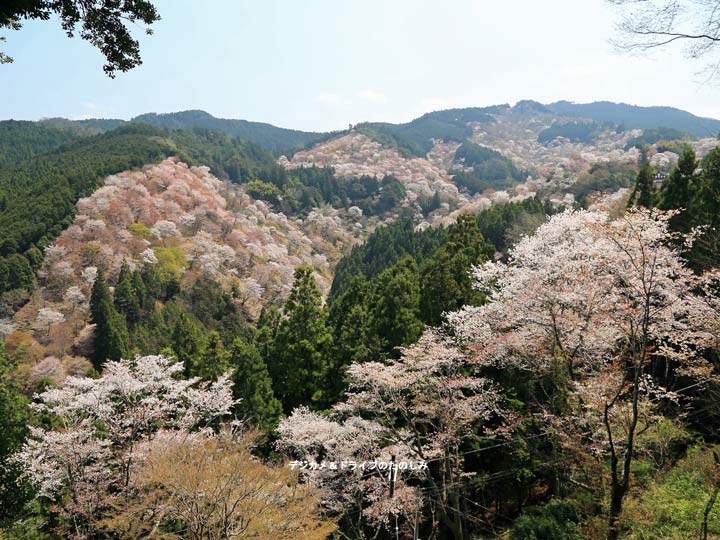 奈良県の吉野山へ「一目千本の桜」を見に出かけてきました。