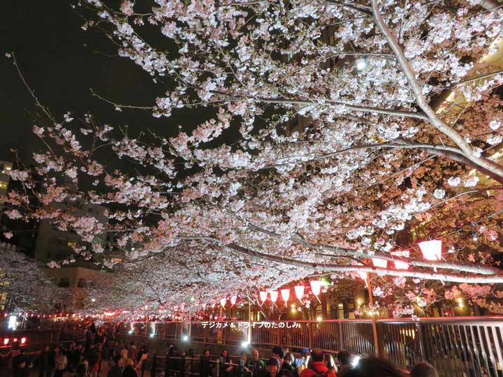 東京 春 目黒川や隅田川の桜まつりに出かけてきました。