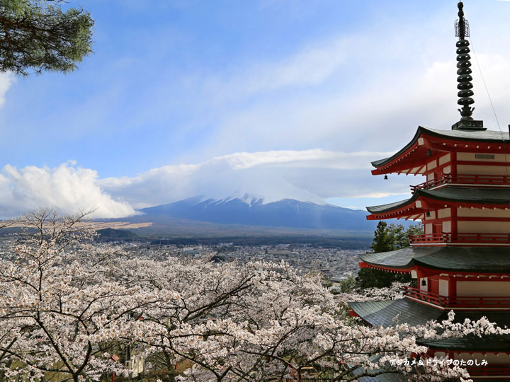新倉富士浅間神社 五重塔と桜
