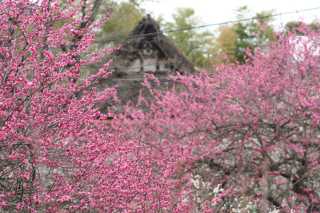 茅葺屋根の民家と梅の花