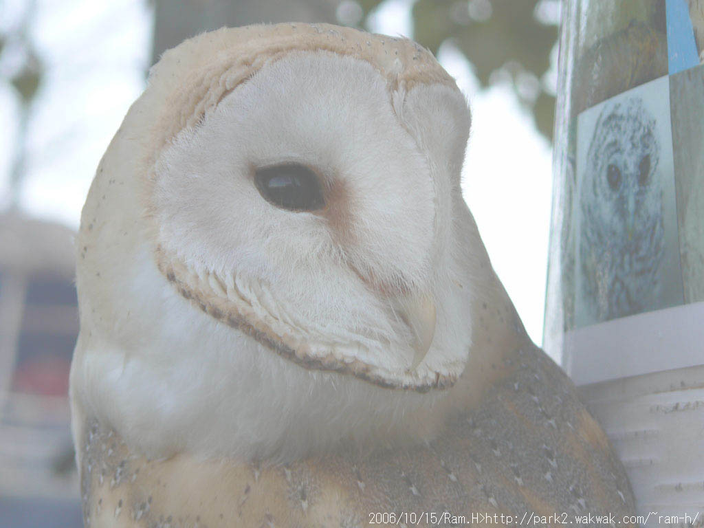 フクロウ素材部屋